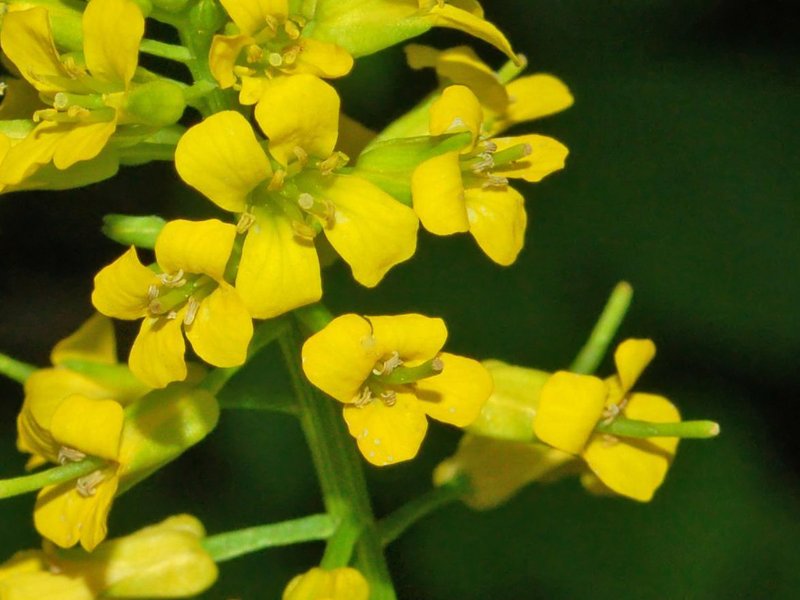 Garden Yellowrocket photo 3