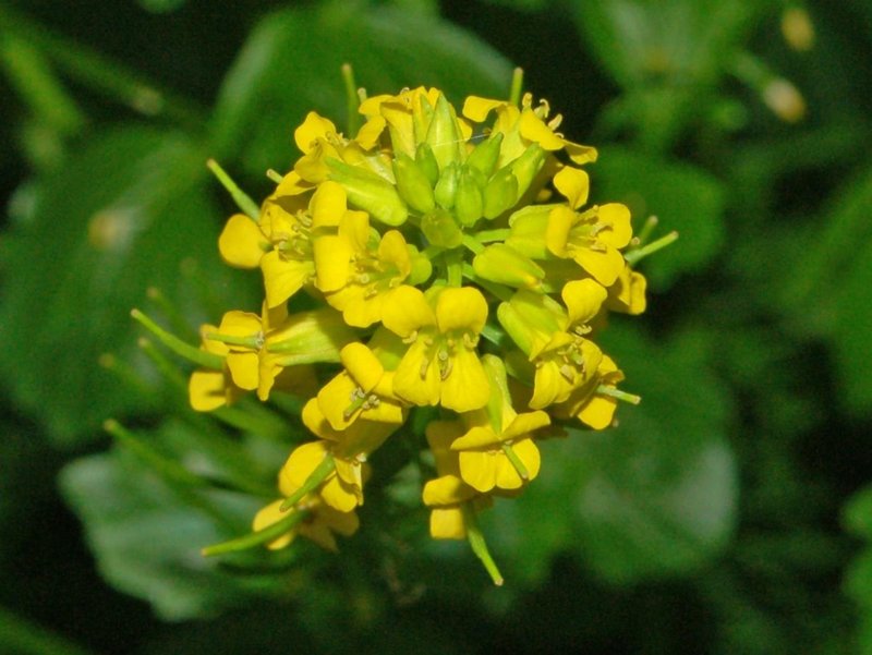 Garden Yellowrocket photo 4