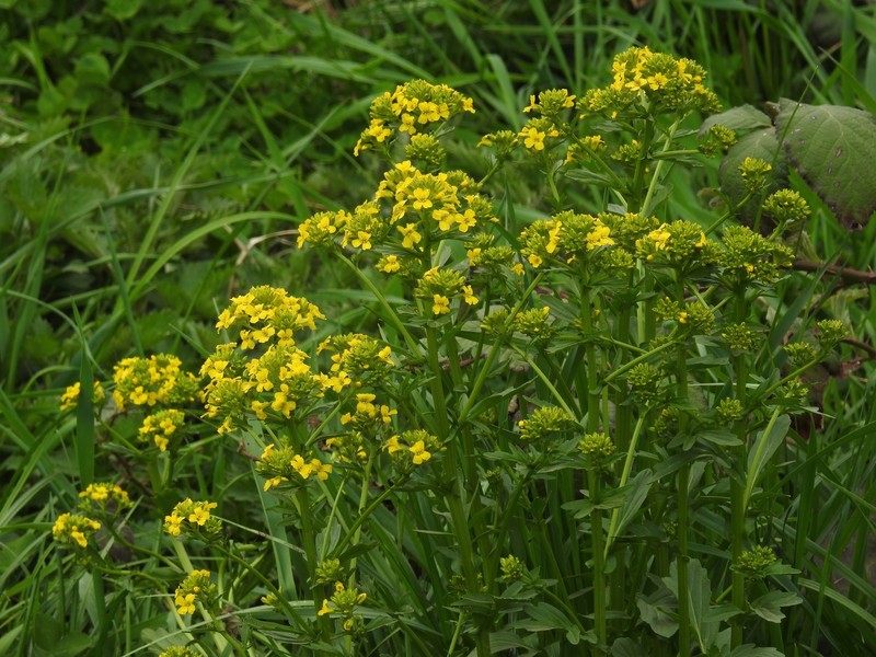 Garden Yellowrocket photo 7