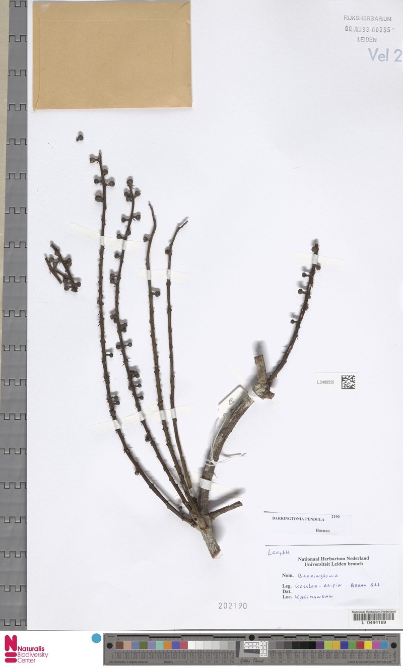 Pendulous Barbella Moss