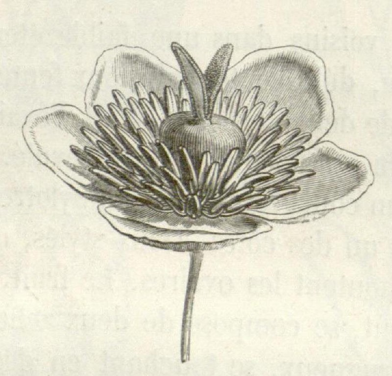 Barbeuia madagascariensis