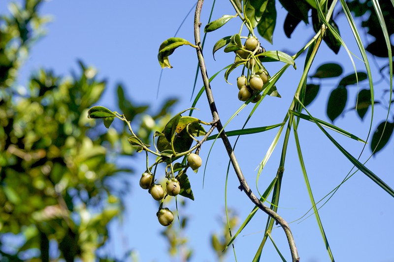 Barbeuia madagascariensis photo 4