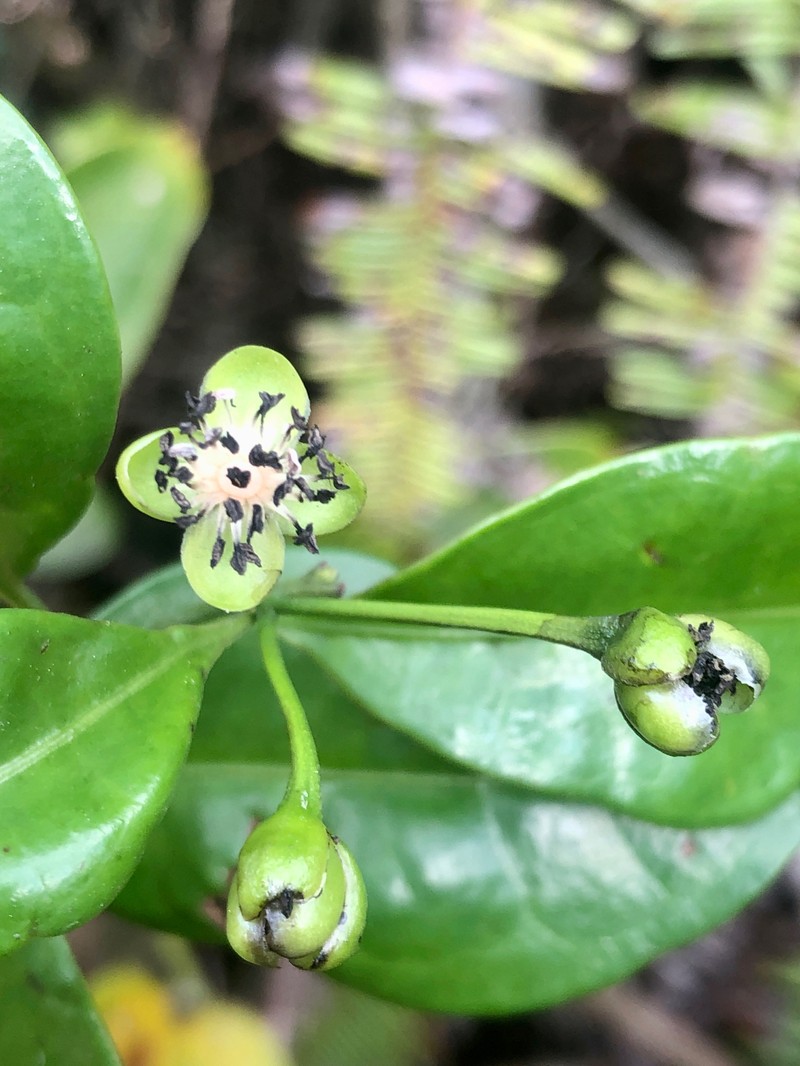 Barbeuia madagascariensis photo 5