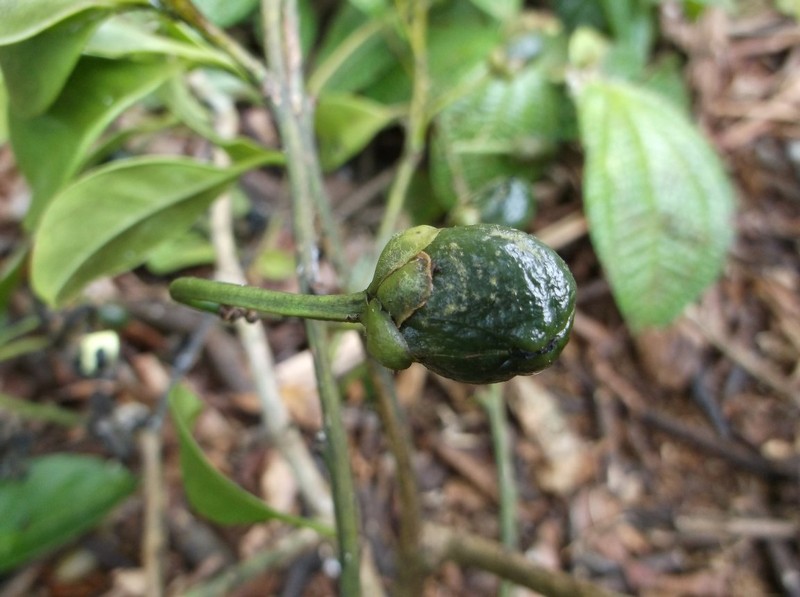 Barbeuia madagascariensis photo 6