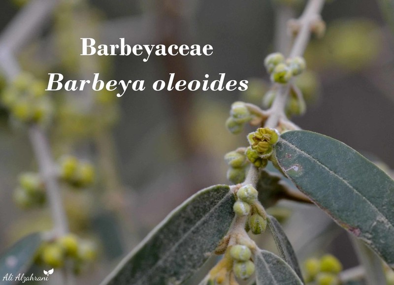 Barbeya oleoides photo 2