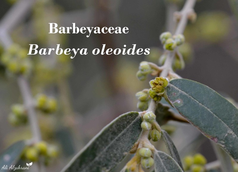 Barbeya oleoides photo 3