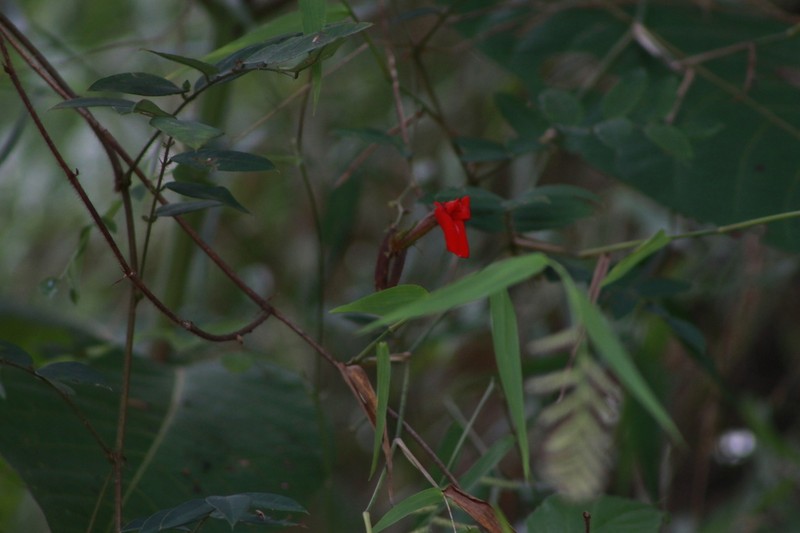 Clitoria photo 3
