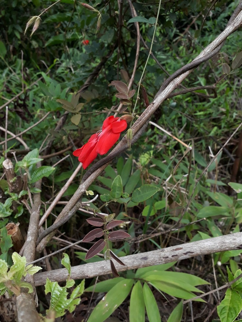 Clitoria photo 4