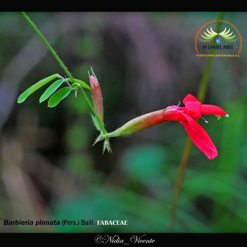 Clitoria photo 7
