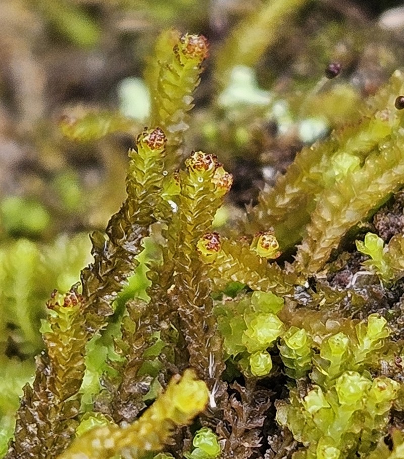 Barbilophozia atlantica