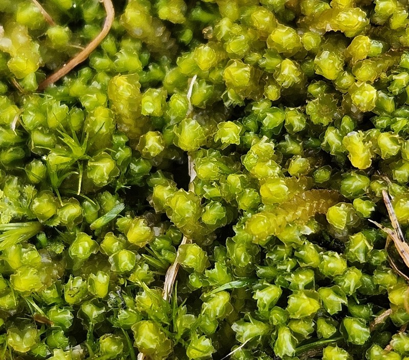 Barbilophozia atlantica photo 2