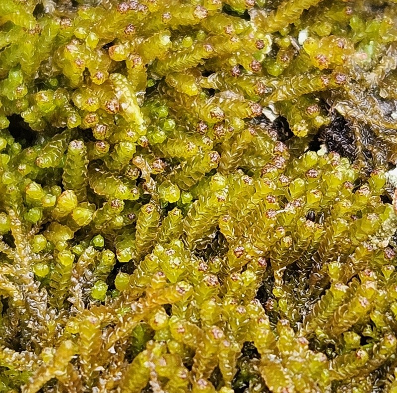 Barbilophozia atlantica photo 3