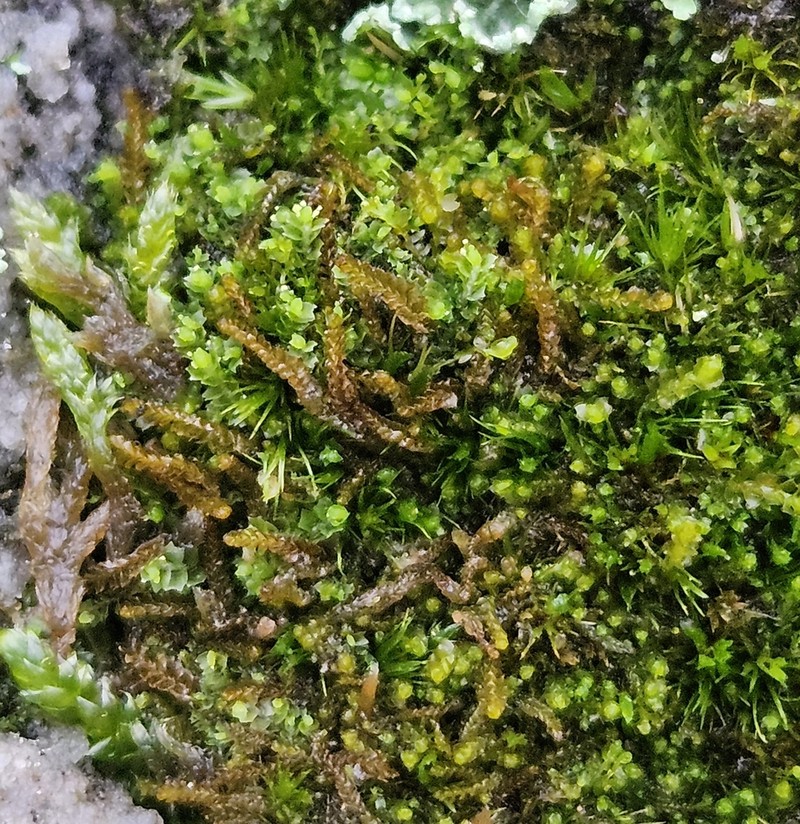 Barbilophozia atlantica photo 4
