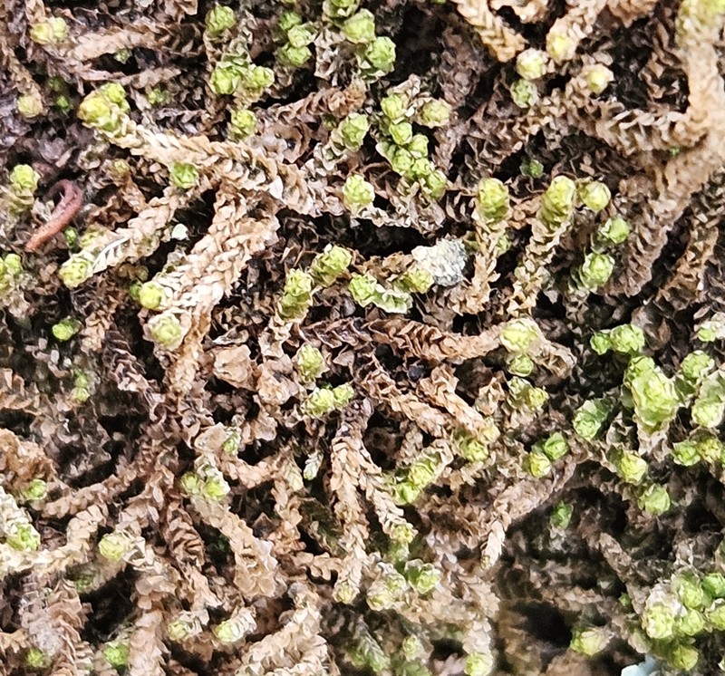 Barbilophozia atlantica photo 5