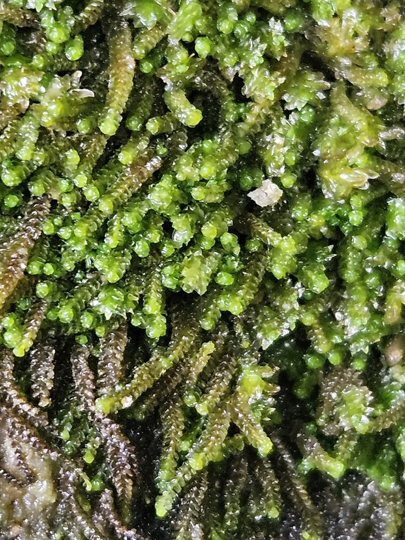 Barbilophozia atlantica photo 6