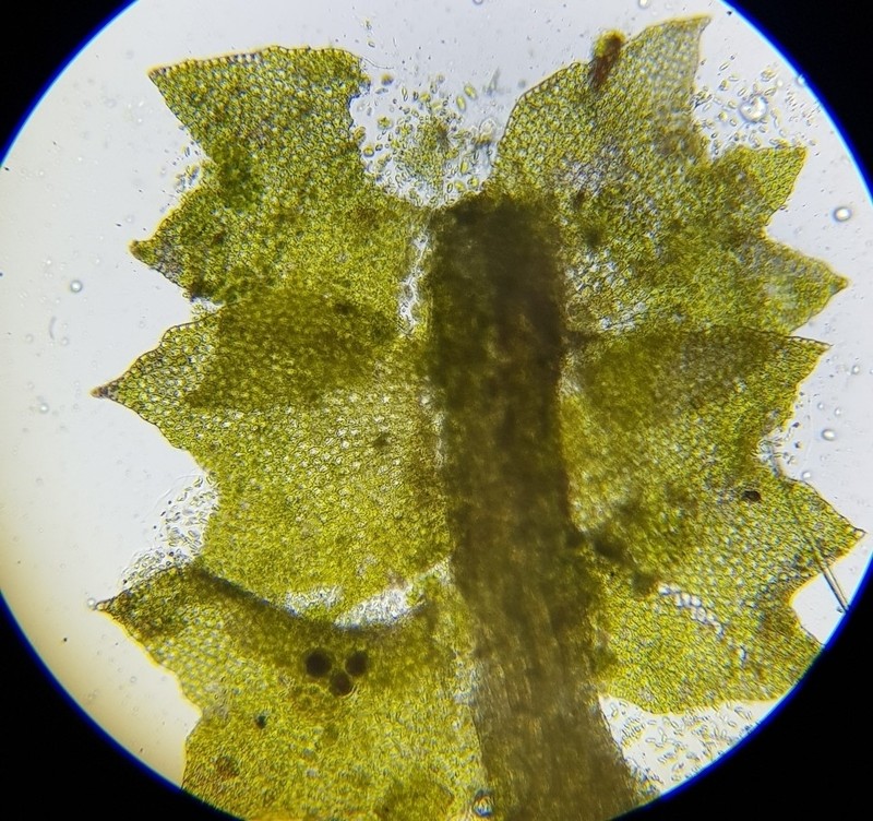 Barbilophozia atlantica photo 7