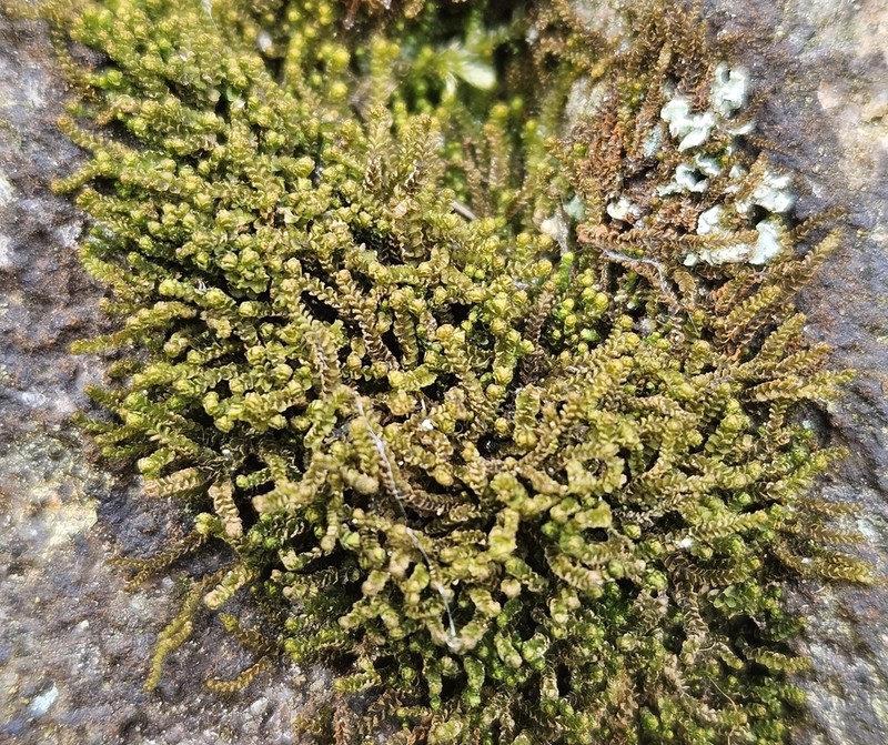 Barbilophozia atlantica photo 8