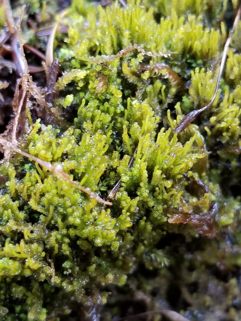 Barbilophozia attenuata photo 2