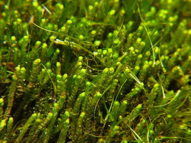 Barbilophozia attenuata photo 5