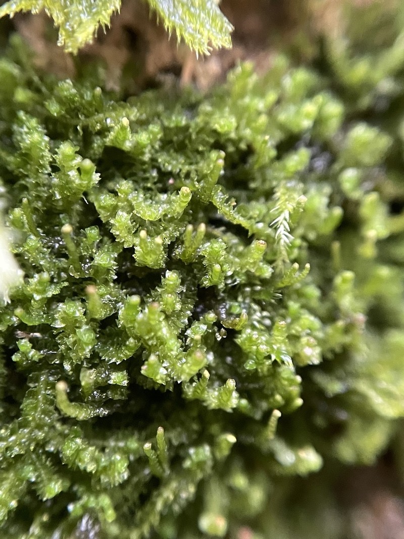 Barbilophozia attenuata photo 6