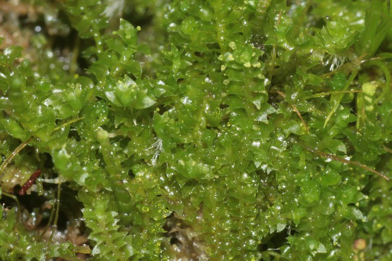 Barbilophozia attenuata