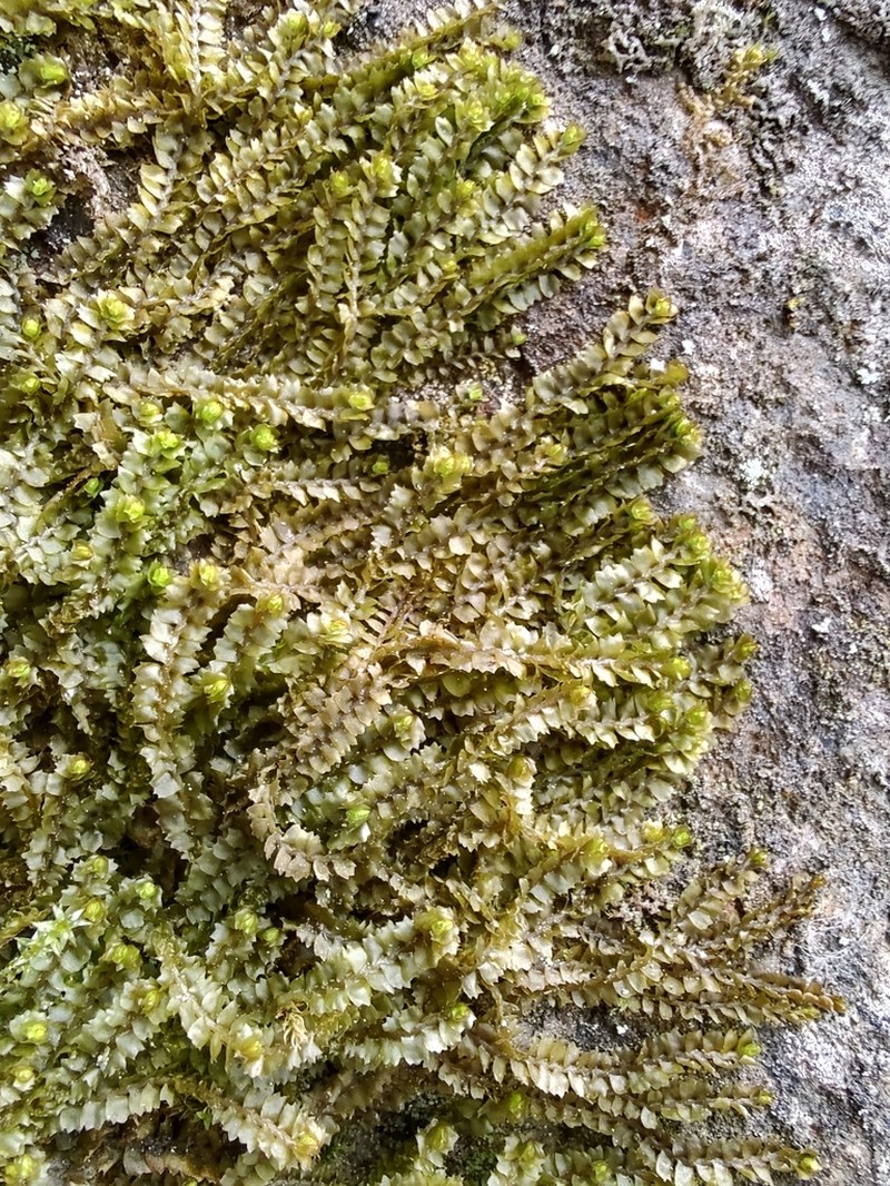 Barbilophozia barbata photo 5