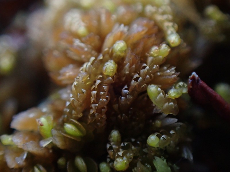 Barbilophozia binsteadii