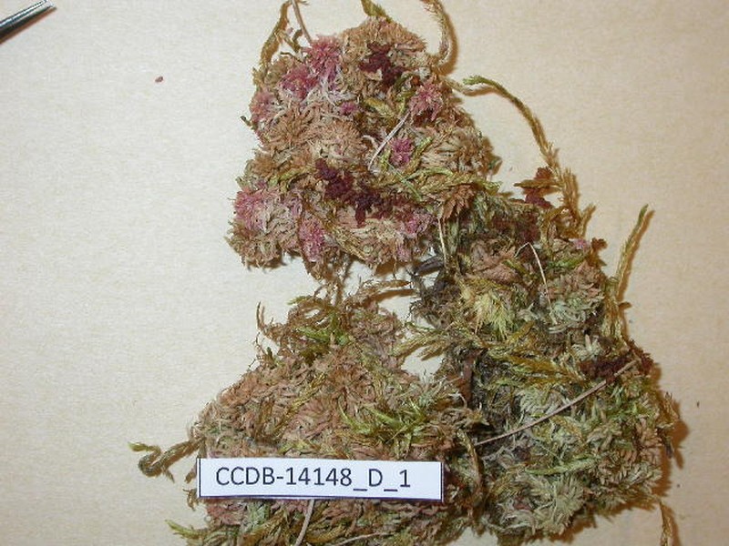 Barbilophozia cavifolia