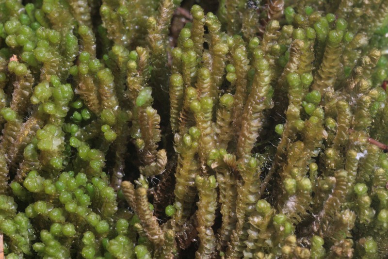 Barbilophozia floerkei
