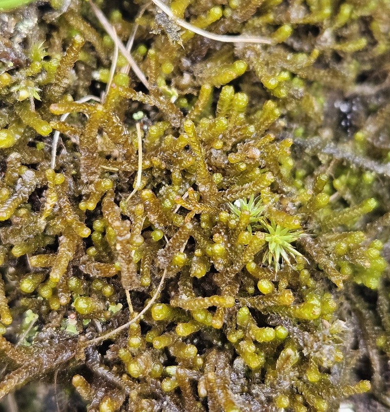 Barbilophozia floerkei