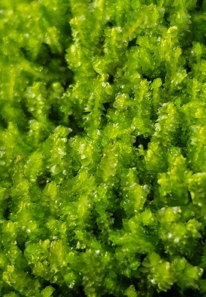 Barbilophozia floerkei photo 2