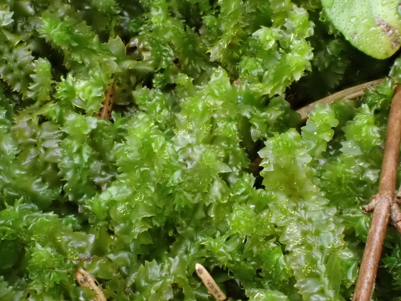 Barbilophozia floerkei photo 3
