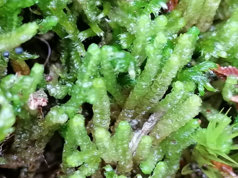 Barbilophozia floerkei photo 4