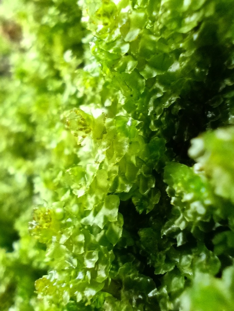 Barbilophozia hatcheri