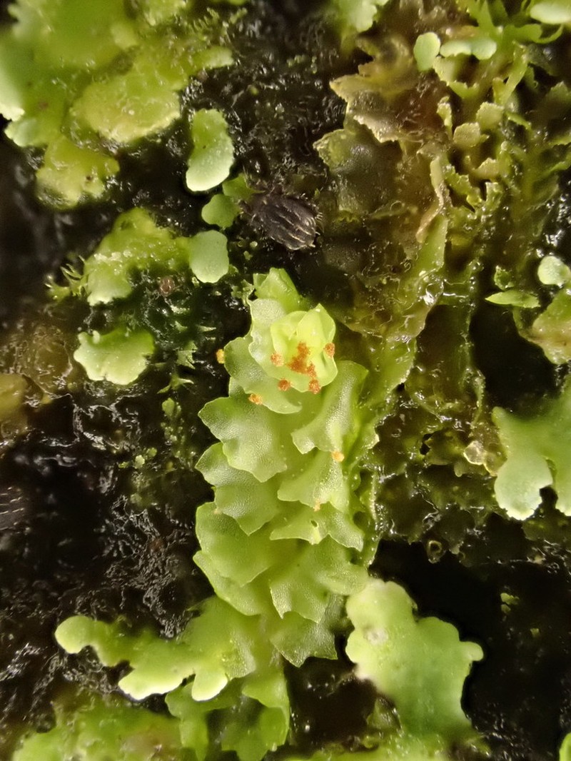 Barbilophozia hatcheri photo 5