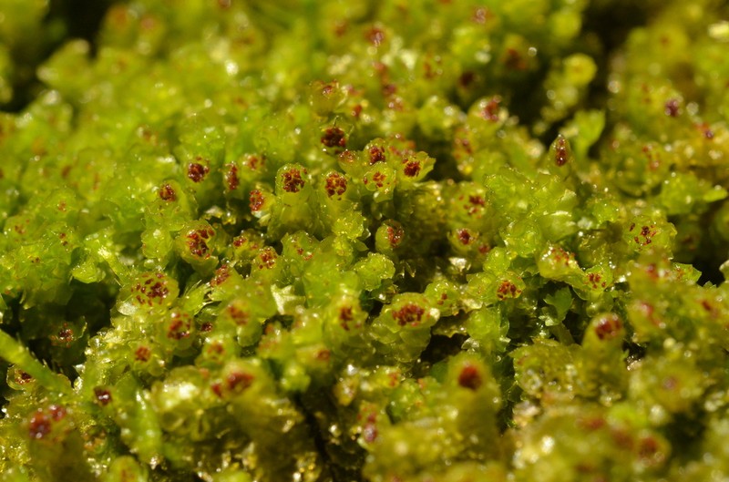Barbilophozia hatcheri photo 8