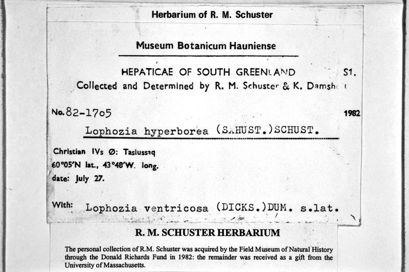 Barbilophozia hyperborea