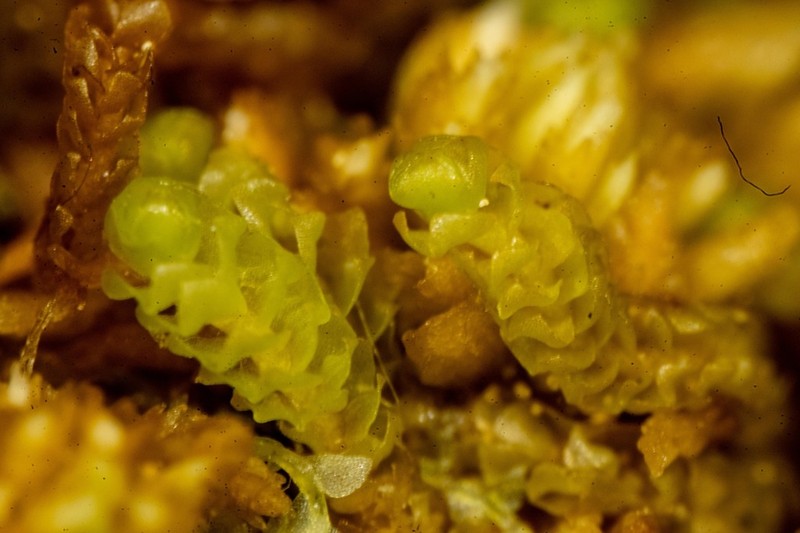 Barbilophozia kunzeana