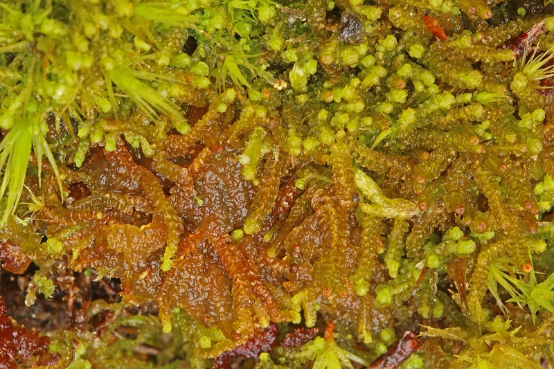 Barbilophozia kunzeana photo 8