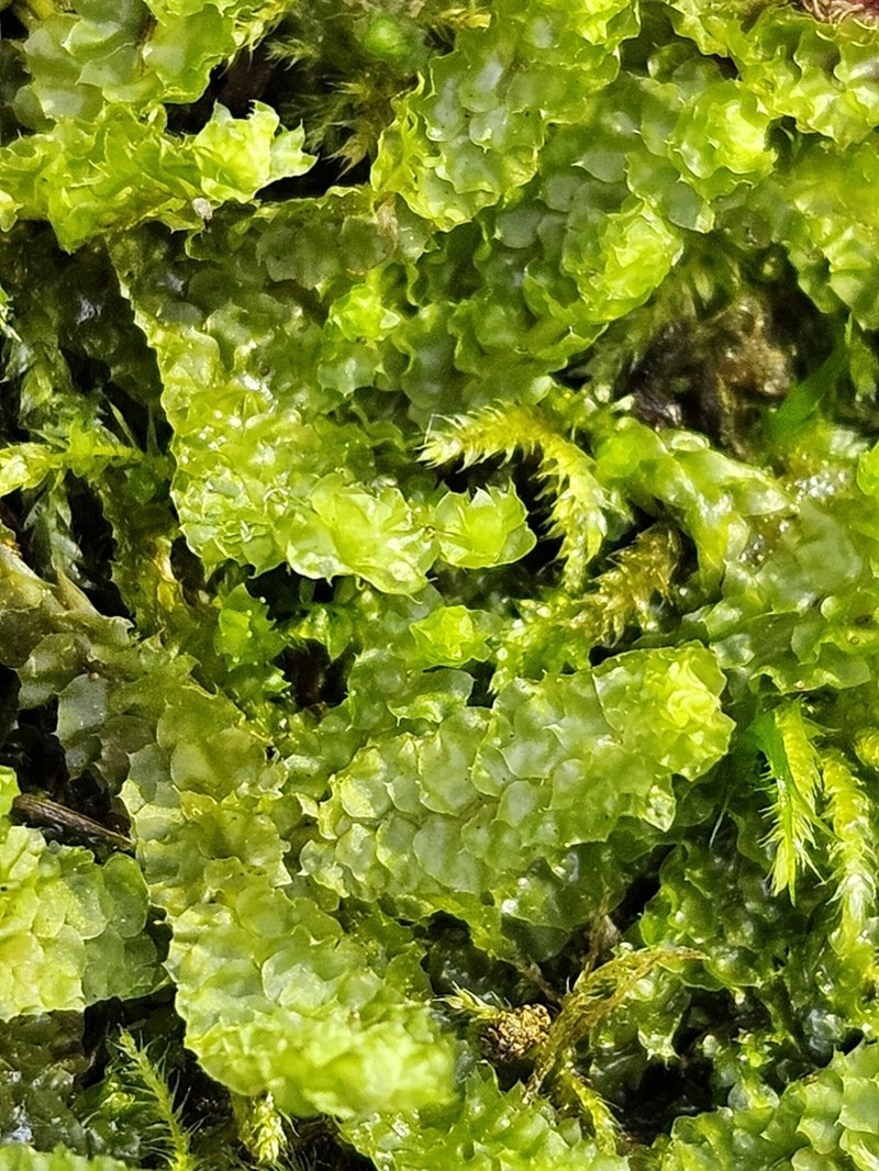 Barbilophozia lycopodioides