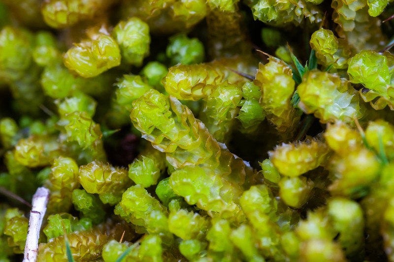 Barbilophozia lycopodioides photo 2