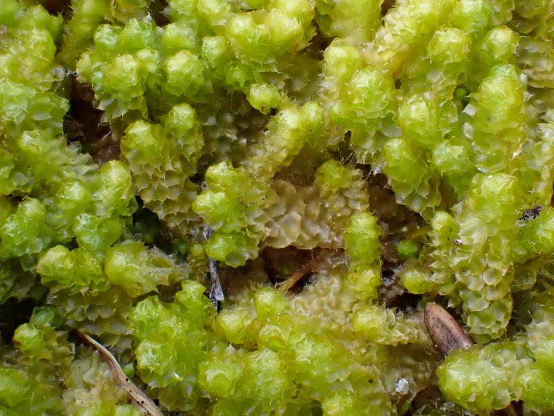 Barbilophozia lycopodioides photo 3