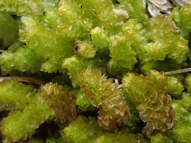 Barbilophozia lycopodioides photo 4
