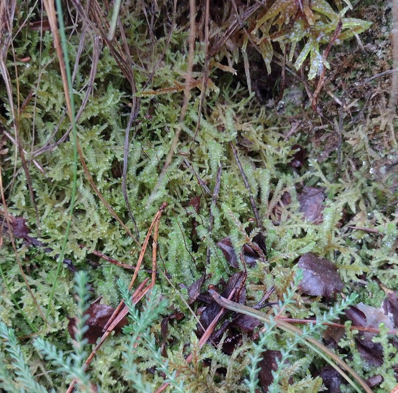 Barbilophozia lycopodioides photo 5