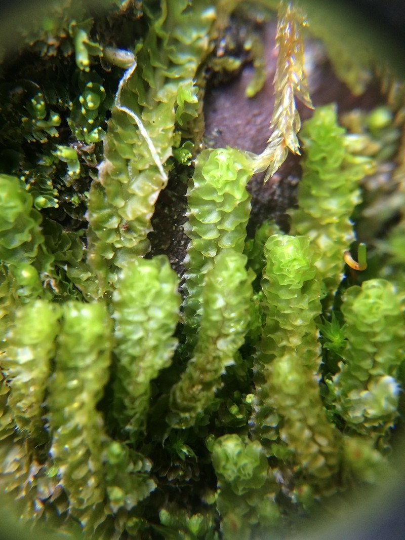 Barbilophozia lycopodioides photo 6