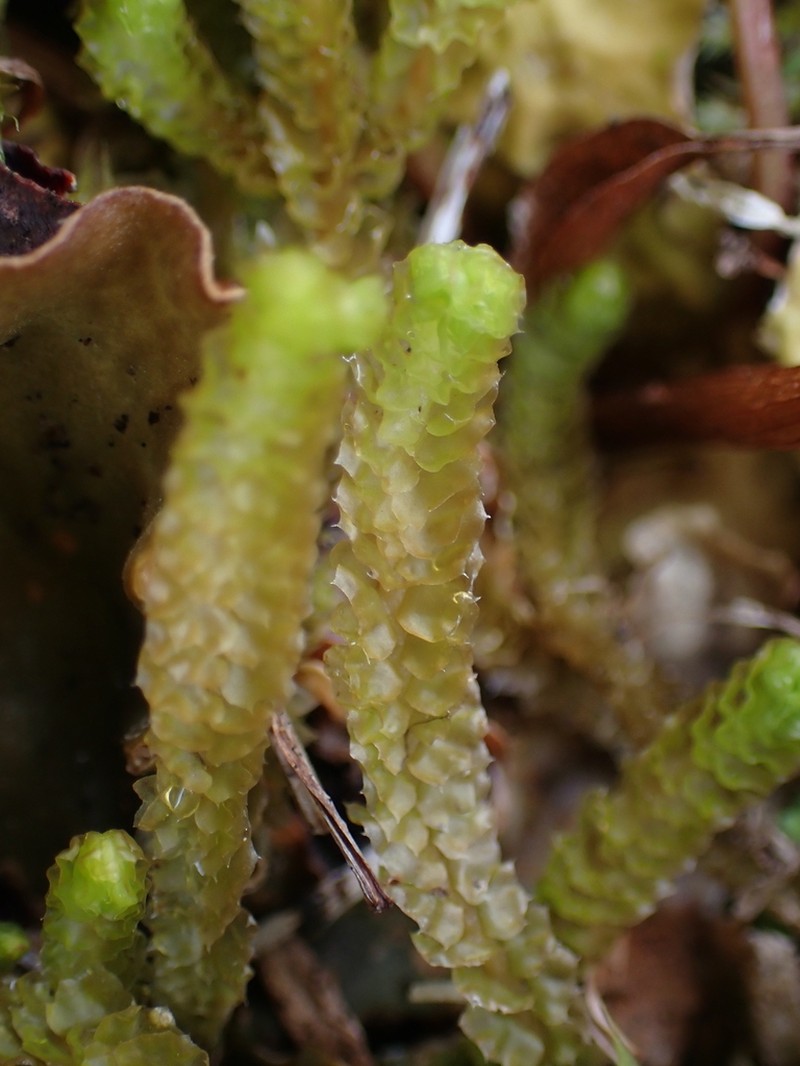 Barbilophozia lycopodioides photo 7