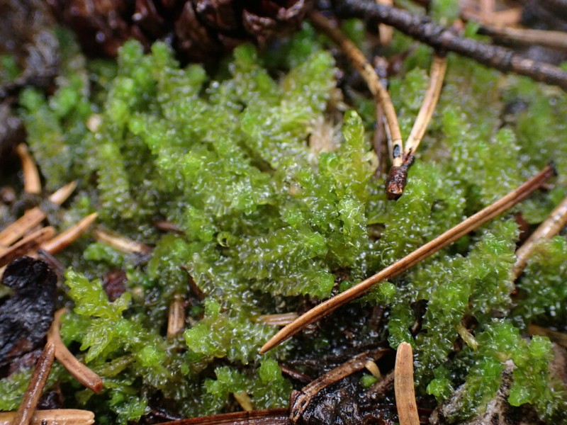 Barbilophozia lycopodioides photo 8