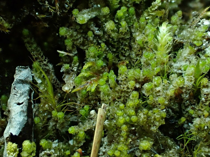 Barbilophozia quadriloba