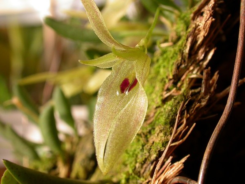 Barbosella australis