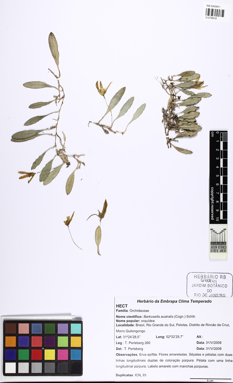Barbosella australis photo 2